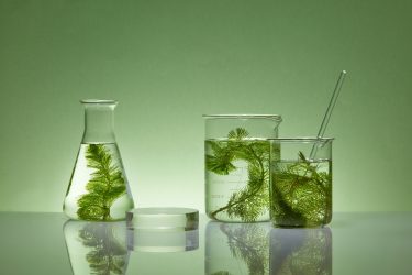 alga laborban